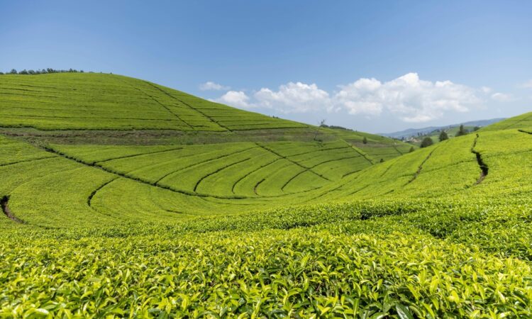 Pfunda Tea Estate guided tour from Gisenyi Rwanda